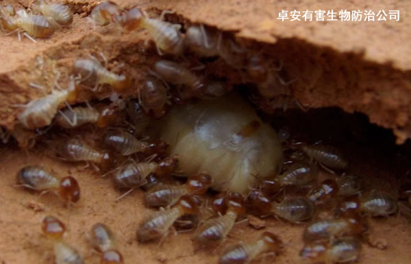 白蟻防治：白蟻如何繁衍生長？－深圳卓安有害生物防治公司
