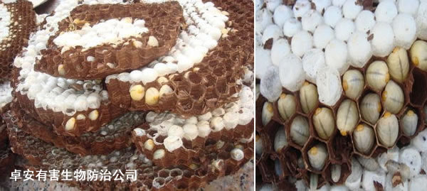 馬蜂窩的藥用價值詳解－深圳卓安有害生物防治公司