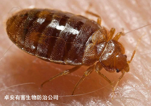 用化學雞尾酒誘捕消滅臭蟲－深圳卓安有害生物防治公司
