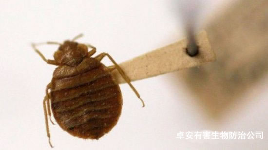 春雨之時如何防滅臭蟲－深圳卓安除蟲公司
