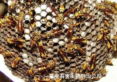 殺馬蜂：馬蜂蜇人原因分析－深圳卓安除蟲公司