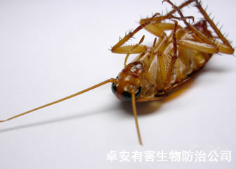 滅殺蟑螂藥的使用方法指南－深圳卓安除蟲公司