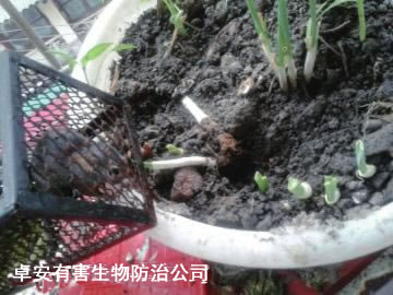 陽臺(tái)種菜防老鼠和滅鼠妙招－深圳卓安除蟲滅鼠公司