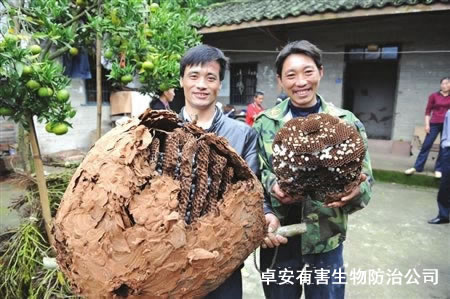 一家三口10年消滅幾千個馬蜂窩－深圳卓安除蟲公司