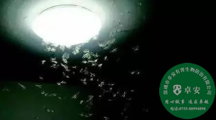 如何防止白蟻進門及消滅白蟻？－深圳卓安有害生物防治公司