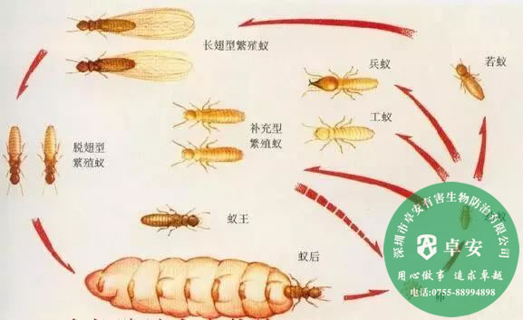如何防止白蟻進門及消滅白蟻？－深圳卓安有害生物防治公司