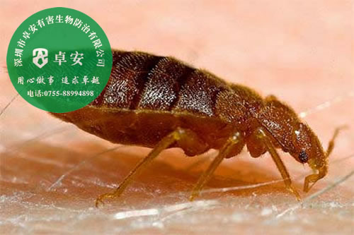 五大方法讓你輕松消滅臭蟲－深圳卓安有害生物防治公司