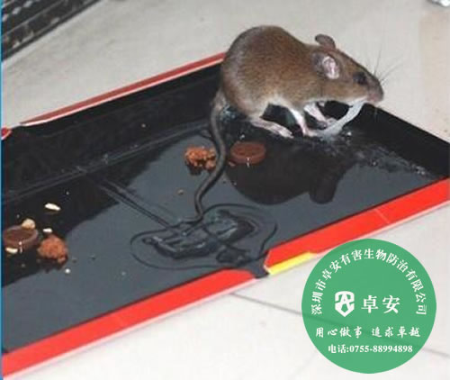 實用又省錢的九大滅老鼠方法－深圳卓安有害生物防治公司
