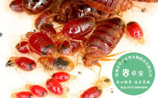 家里出現(xiàn)臭蟲的原因及如何消滅臭蟲－深圳卓安有害生物防治公司