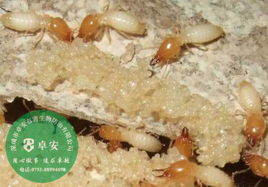 白蟻的危害有哪些？－深圳卓安有害生物防治公司