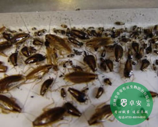 室內(nèi)除蟲滅蟑螂的八大方法-深圳卓安有害生物防治公司