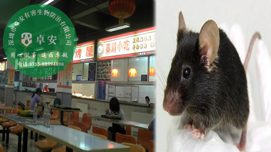 餐館如何有效消滅老鼠？－深圳卓安有害生物防治公司