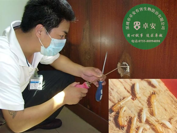 怎么消滅家中的白蟻窩？－深圳卓安有害生物防治公司