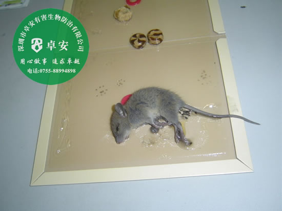 家里滅鼠全攻略之物理滅鼠法－深圳卓安有害生物防治公司