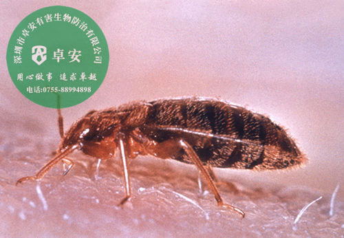 家里如何有效消滅臭蟲(chóng)？－深圳卓安有害生物防治公司