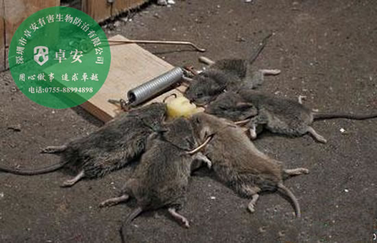 滅鼠之全球鼠害分析指南-深圳卓安有害生物防治公司