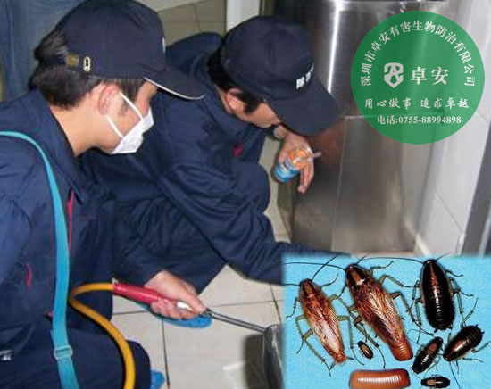 家居除蟲(chóng)滅蟑螂方法－深圳卓安有害生物防治公司