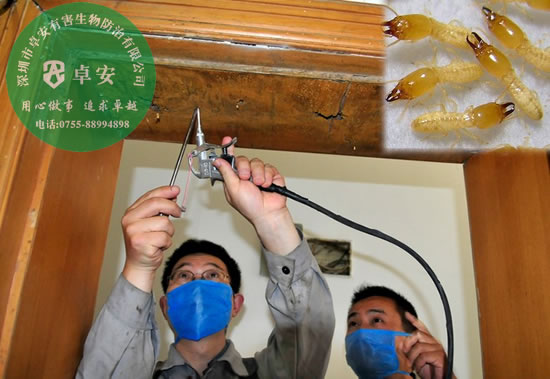 家中發(fā)現白蟻怎么滅？－深圳卓安有害生物防治公司