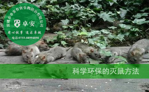 科學(xué)環(huán)保的滅鼠方法-深圳卓安有害生物防治公司