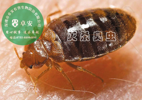 關(guān)于臭蟲的十個(gè)謠言－深圳卓安有害生物防治公司