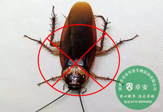 家庭怎樣有效消滅蟑螂呢？－深圳卓安有害生物防治公司