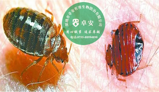 除臭蟲最簡單的方法-深圳卓安有害生物防治公司