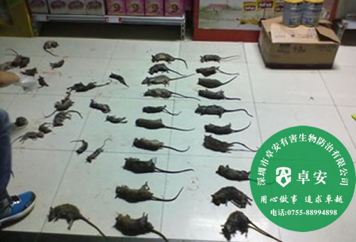 防鼠和滅鼠方法指南-深圳卓安有害生物防治公司